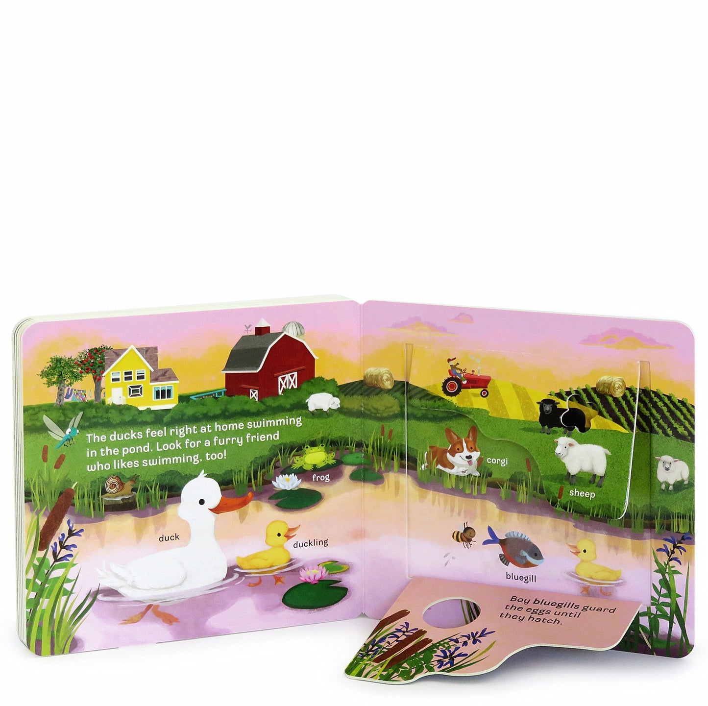 Peek-a-Flap - Moo w/cow plush